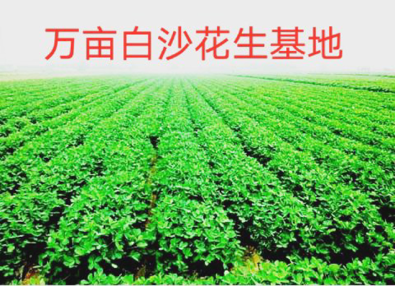 白沙鲜花生，品质保证价格美丽！