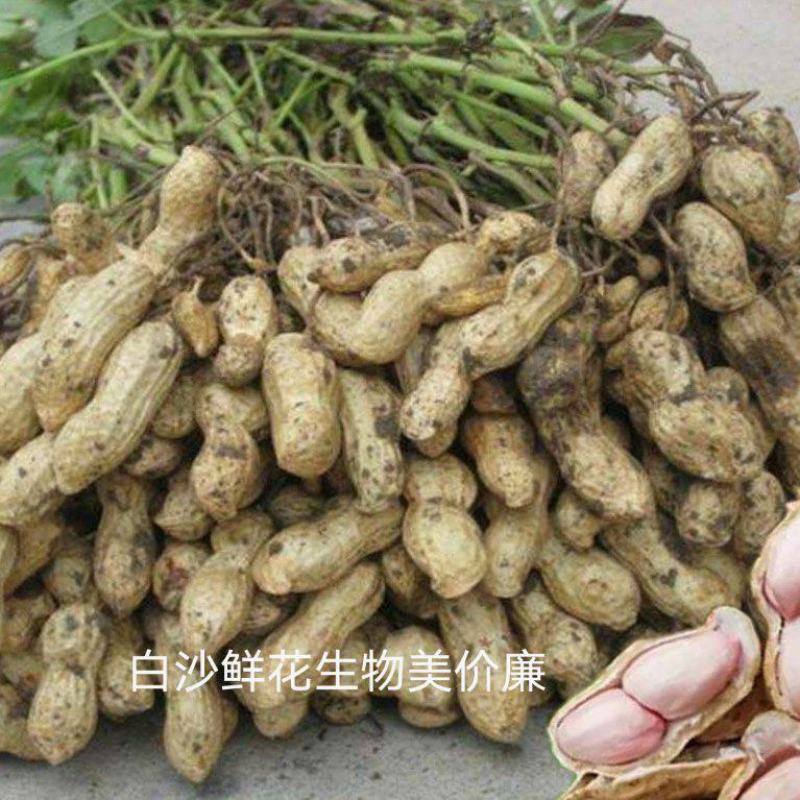 白沙鲜花生，品质保证价格美丽！
