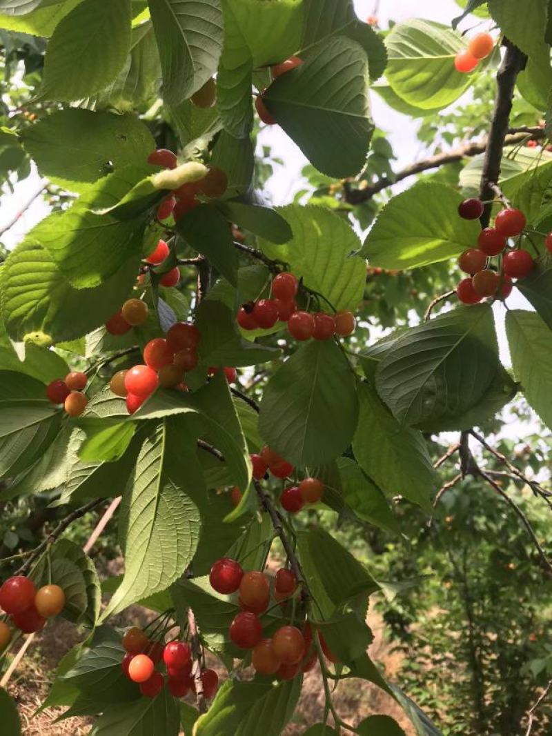 河南南阳大樱桃，基地采摘，货源充足，一手货源
