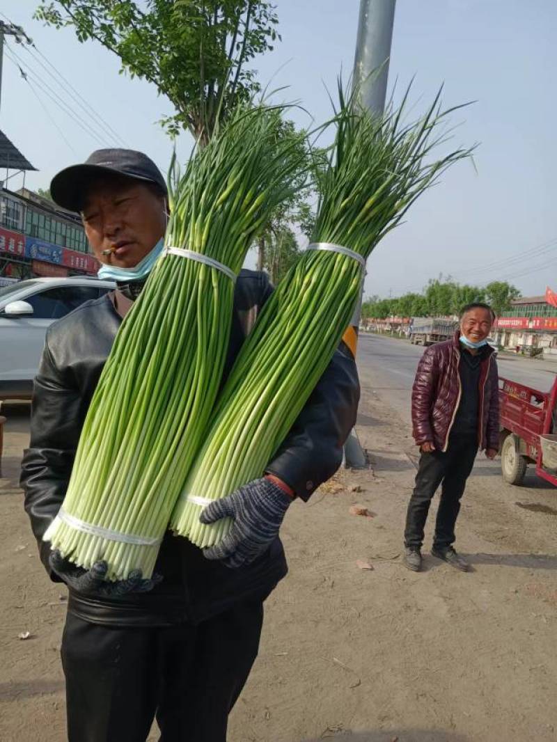 2026蒜苔产地直供，对接各大超市，及农贸市场干苔不泡水