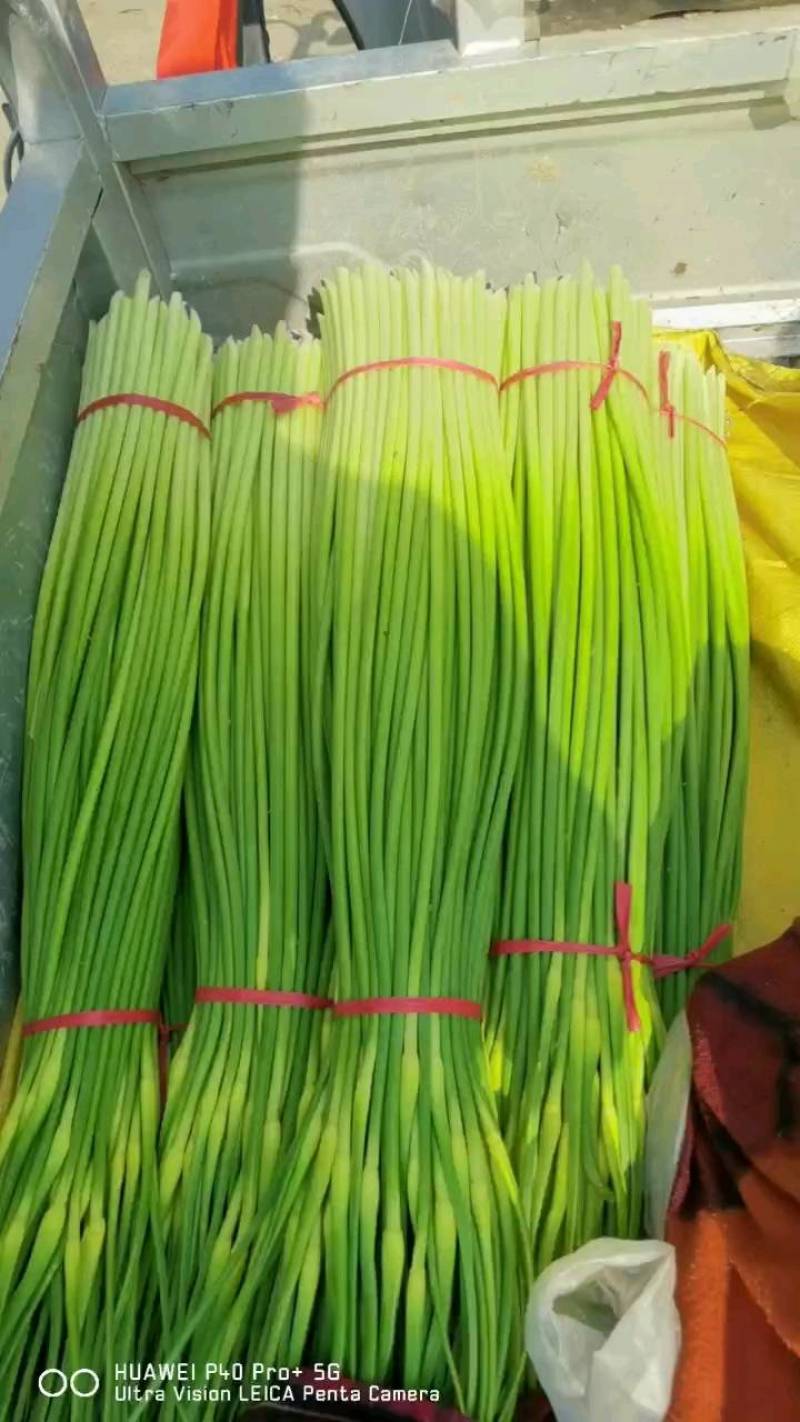 2026蒜苔产地直供，对接各大超市，及农贸市场干苔不泡水