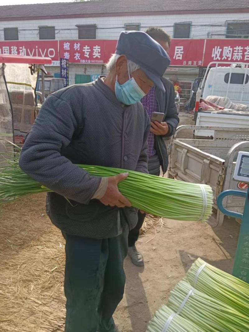2026蒜苔产地直供，对接各大超市，及农贸市场干苔不泡水