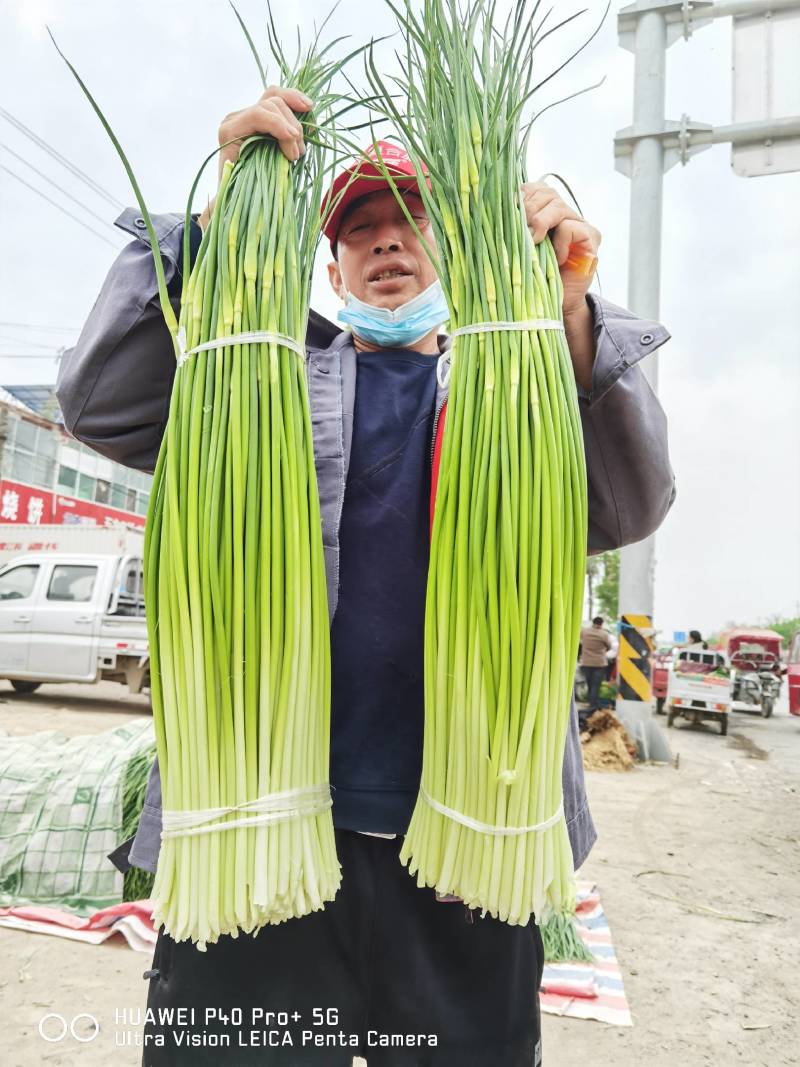 2026蒜苔产地直供，对接各大超市，及农贸市场干苔不泡水