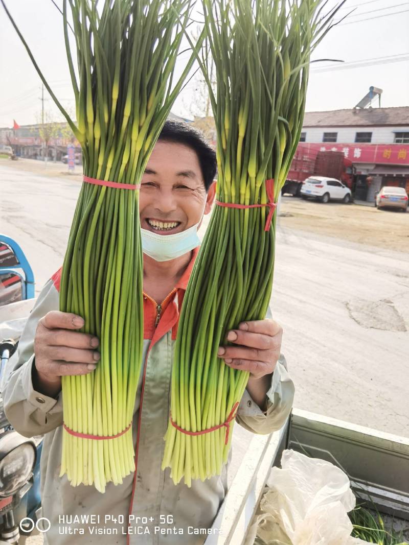 2026蒜苔产地直供，对接各大超市，及农贸市场干苔不泡水