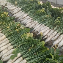 精品白萝卜无青头