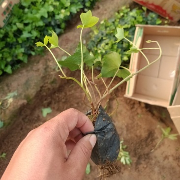 基地常年出售长春藤常春藤常青藤盆栽苗常春藤杯苗常春藤基地