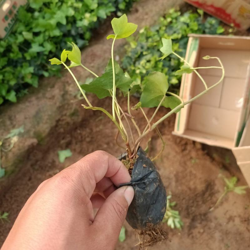 基地常年出售长春藤常春藤常青藤盆栽苗常春藤杯苗常春藤基地