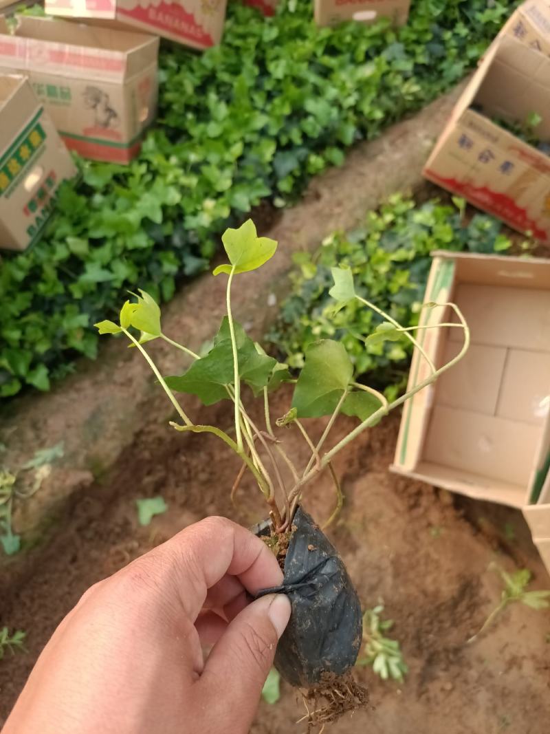 基地常年出售长春藤常春藤常青藤盆栽苗常春藤杯苗常春藤基地