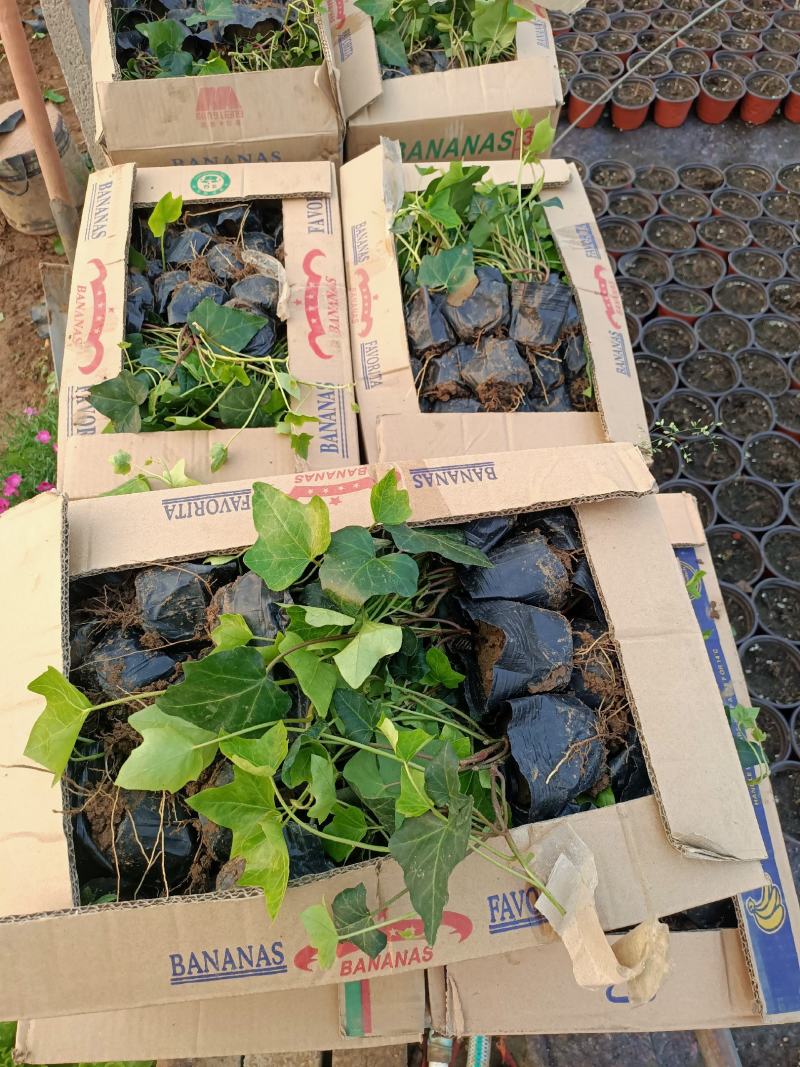 基地常年出售长春藤常春藤常青藤盆栽苗常春藤杯苗常春藤基地