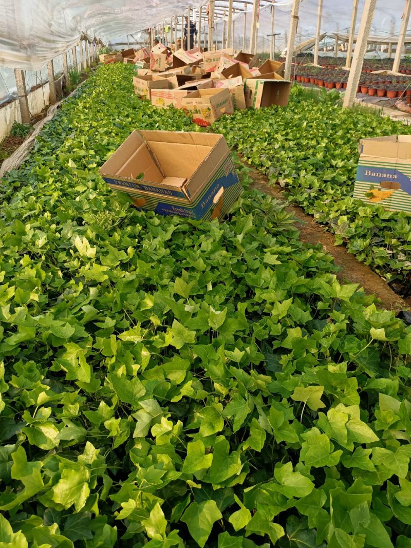 基地常年出售长春藤常春藤常青藤盆栽苗常春藤杯苗常春藤基地