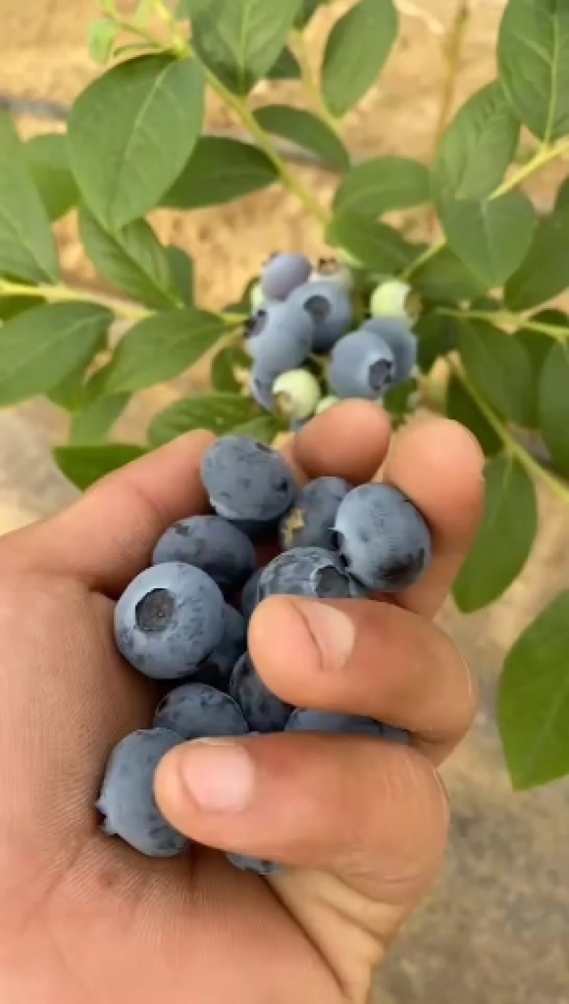 【推荐】蓝莓，奥尼尔，博物大量上市，品质保证诚信经营