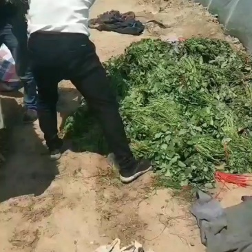 玛莎莉红薯苗，商薯19
