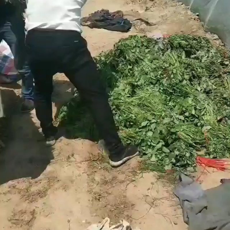 玛莎莉红薯苗，商薯19