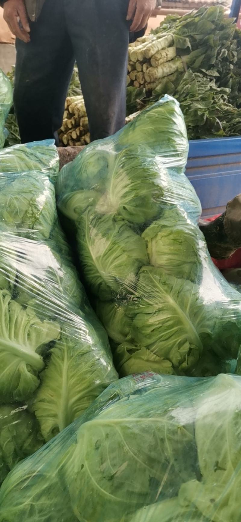 牛心甘兰己大量上，品质好，质量好，包的紧，无虫眼，个大，