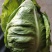 牛心甘兰己大量上，品质好，质量好，包的紧，无虫眼，个大，