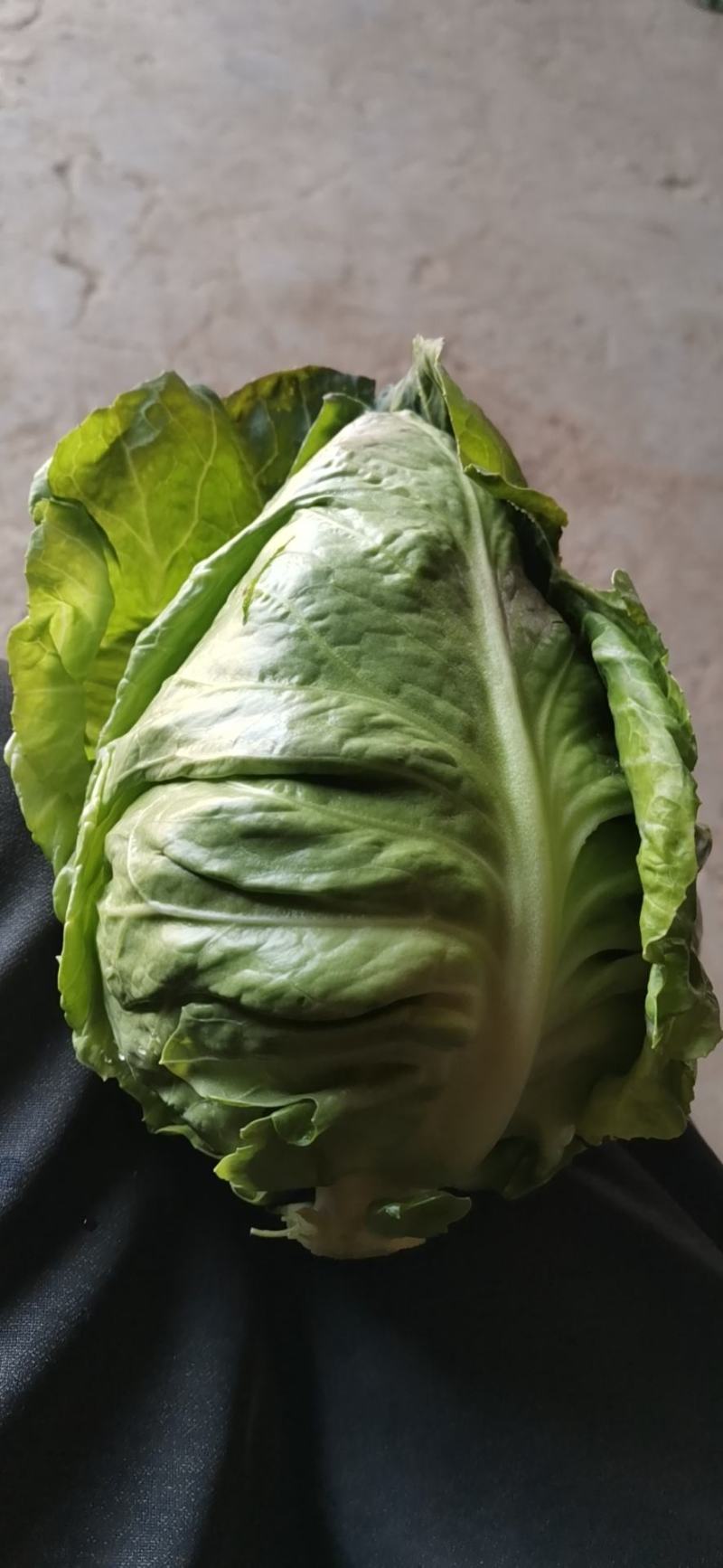 牛心甘兰己大量上，品质好，质量好，包的紧，无虫眼，个大，