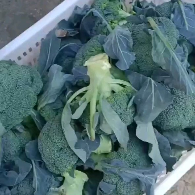 西兰花，小米粒，颜秀西兰花，万亩基地，全国代发代收