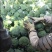 西兰花，小米粒，颜秀西兰花，万亩基地，全国代发代收