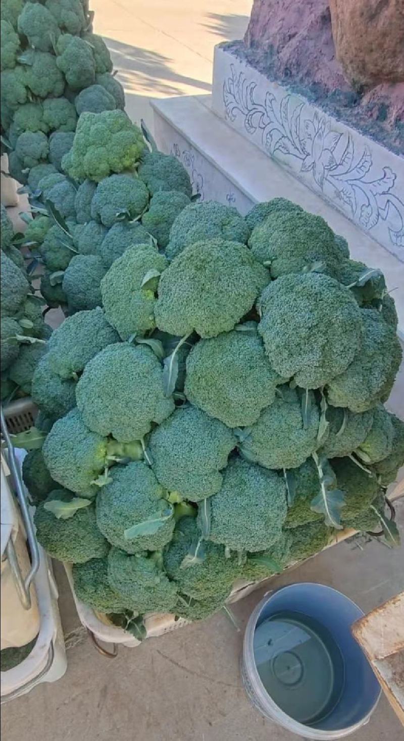 西兰花，小米粒，颜秀西兰花，万亩基地，全国代发代收