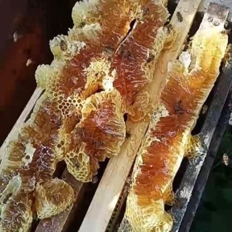 野生土蜂蜜