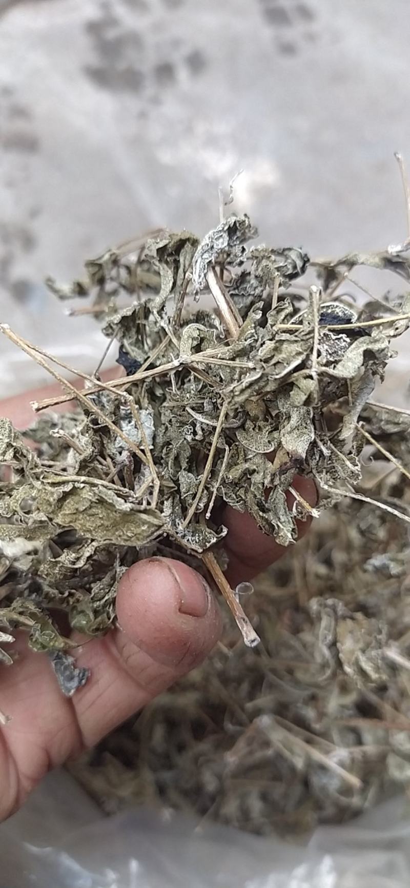 藤茶