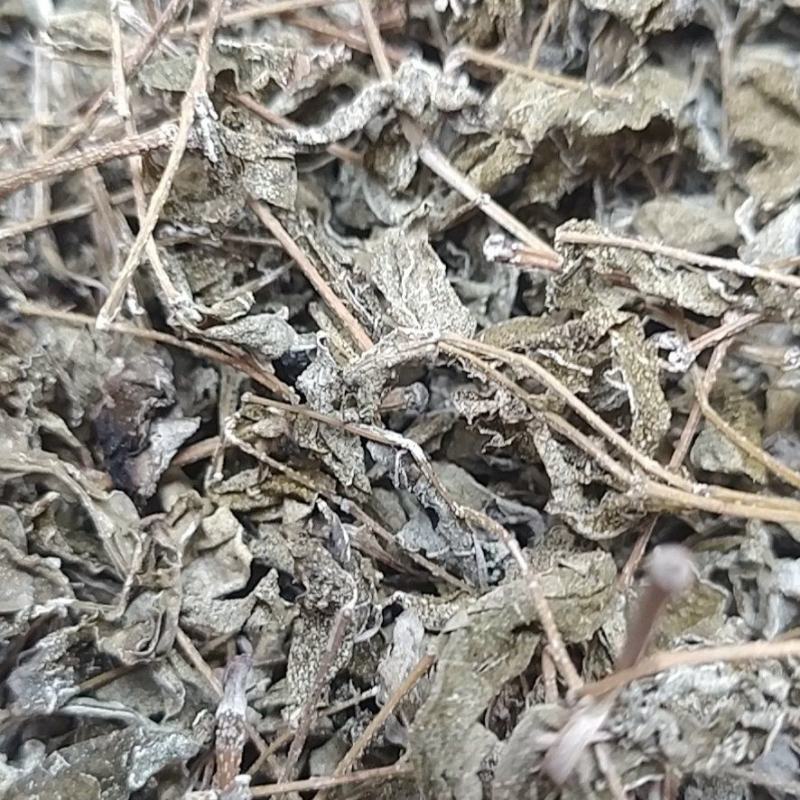 藤茶