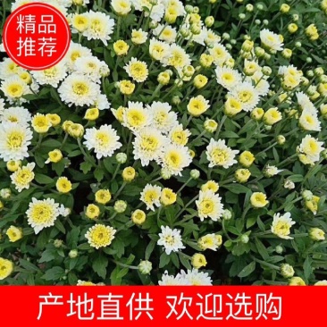 菊花苗、金丝皇菊、婺源黄菊、七月菊、北京菊、贡菊、亳菊花