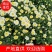菊花苗、金丝皇菊、婺源黄菊、七月菊、北京菊、贡菊、亳菊花