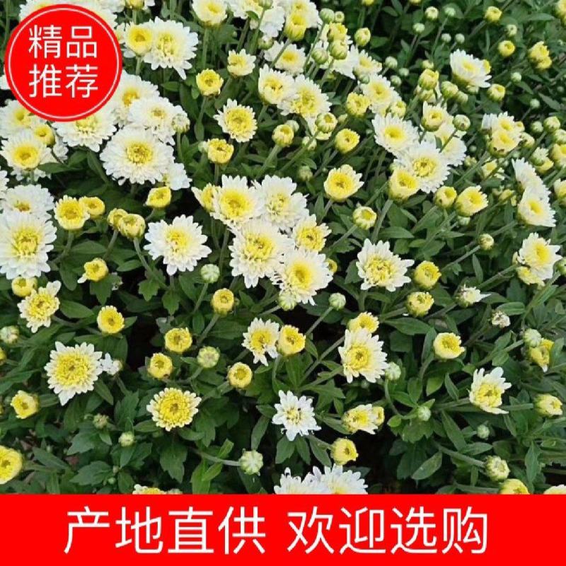 菊花苗、金丝皇菊、婺源黄菊、七月菊、北京菊、贡菊、亳菊花
