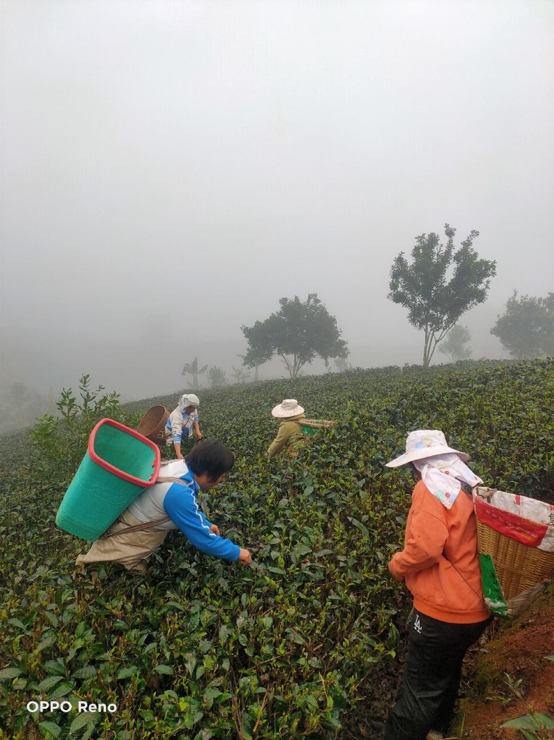 紫鹃生态普洱精品茶（雲极岚荘品质有保障生态绿茶（碧螺春）