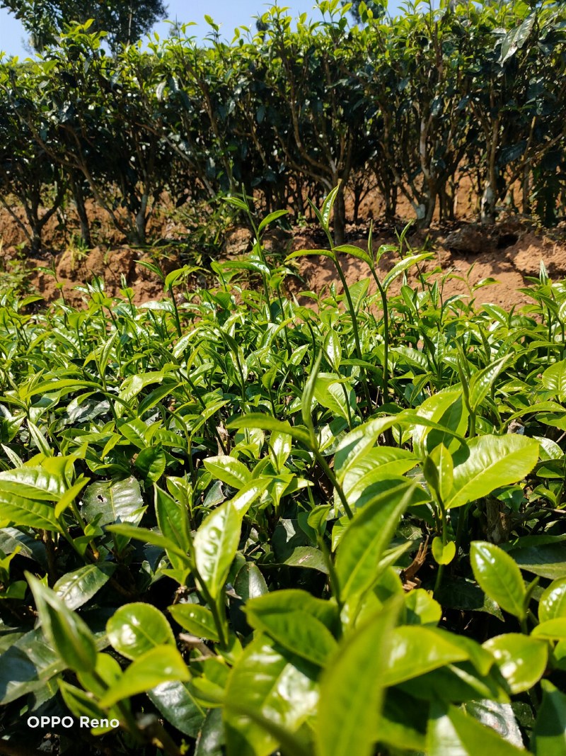 紫鹃生态普洱精品茶（雲极岚荘品质有保障生态绿茶（碧螺春）