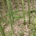 高山苦笋，鲜嫩可口，清香扑鼻，现挖现发，全国发货