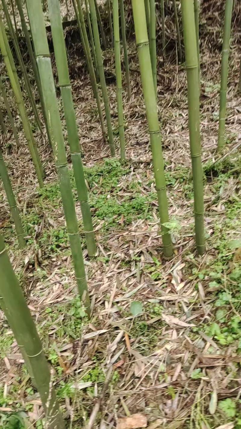 高山苦笋，鲜嫩可口，清香扑鼻，现挖现发，全国发货