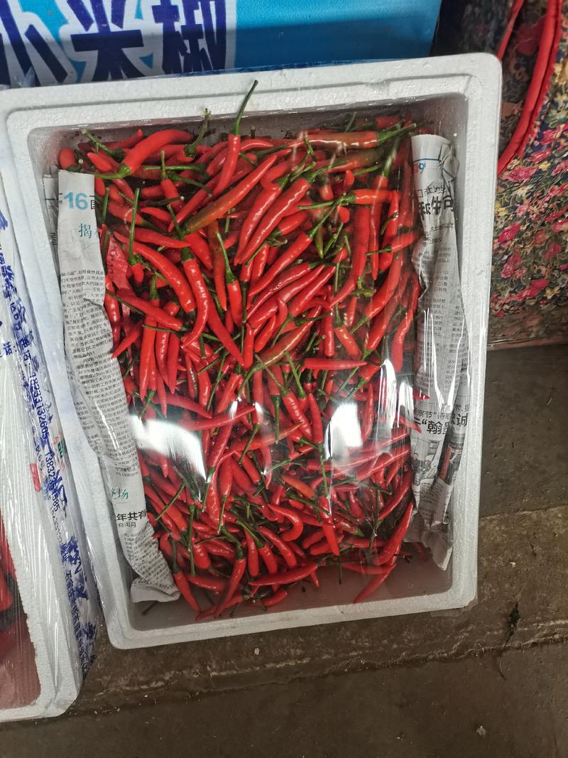 新鲜辣椒市场供应，货源充足。辣椒品种多，欢迎咨询采购