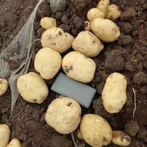 河南万亩精品黄心土豆大量上市中暑5号个头匀实可视频