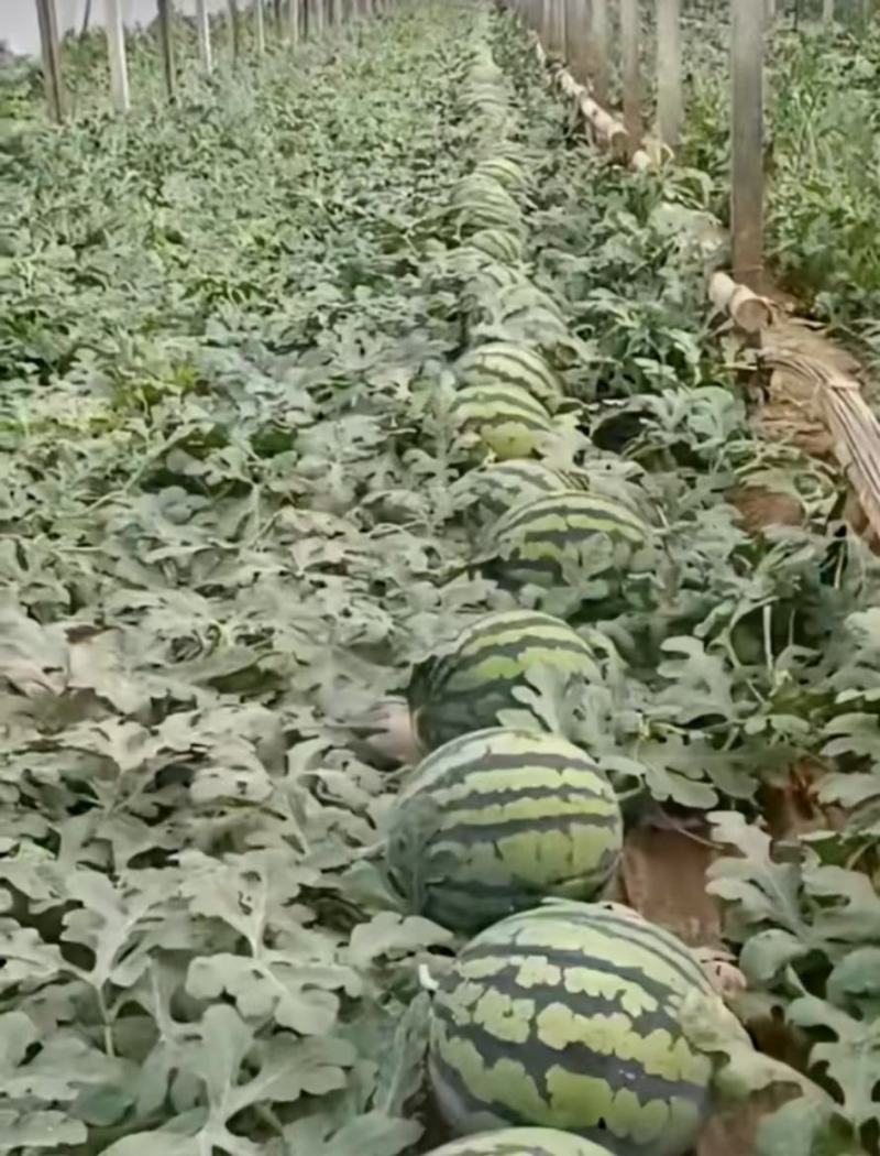 山东潍坊甜王西瓜大量上市，实力代办代收代发诚信合作共赢