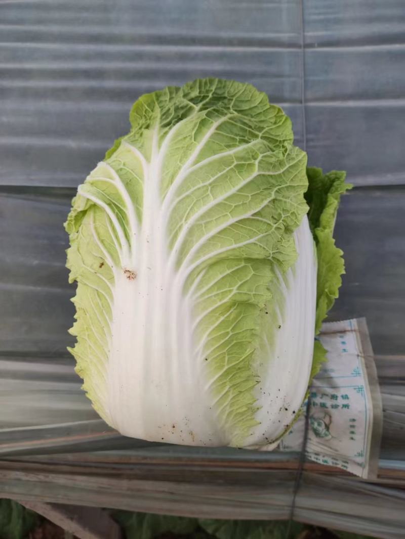 河北邯郸，精品吉锦大白菜，大量上市中。质量有保证。