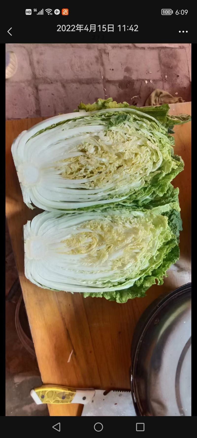河北邯郸，精品吉锦大白菜，大量上市中。质量有保证。
