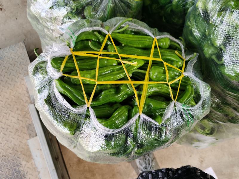 【精选】麻城薄皮椒新鲜上市啦！万亩种植基地直发，品质保证