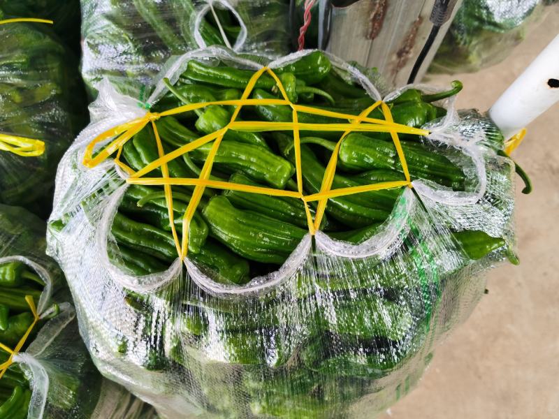 【精选】麻城薄皮椒新鲜上市啦！万亩种植基地直发，品质保证