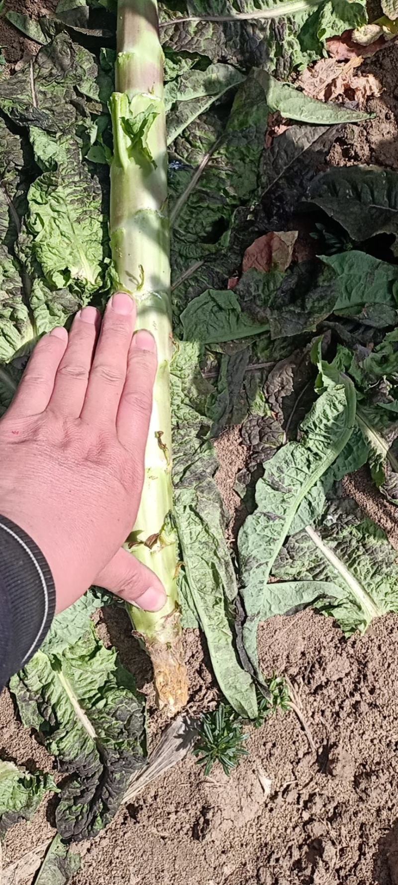 优质莴笋、莴苣大量新鲜供应，色泽青秀个头均匀，质优价廉