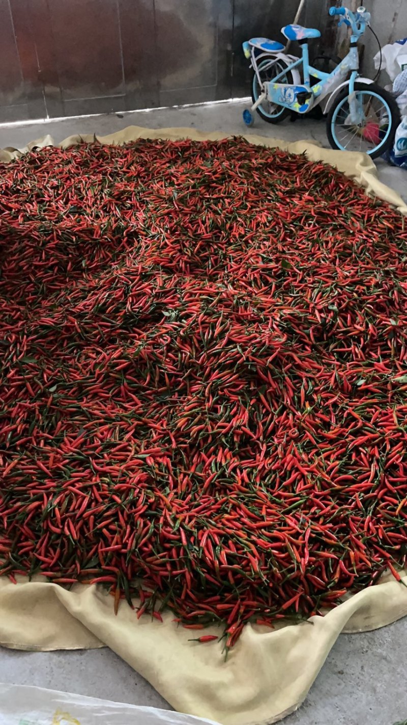 小米椒