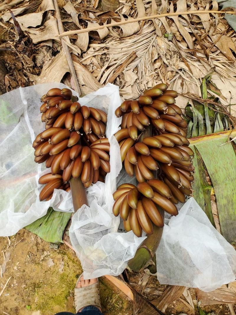 红香蕉，八成熟，产地直供，支持一件代发，可视频看货