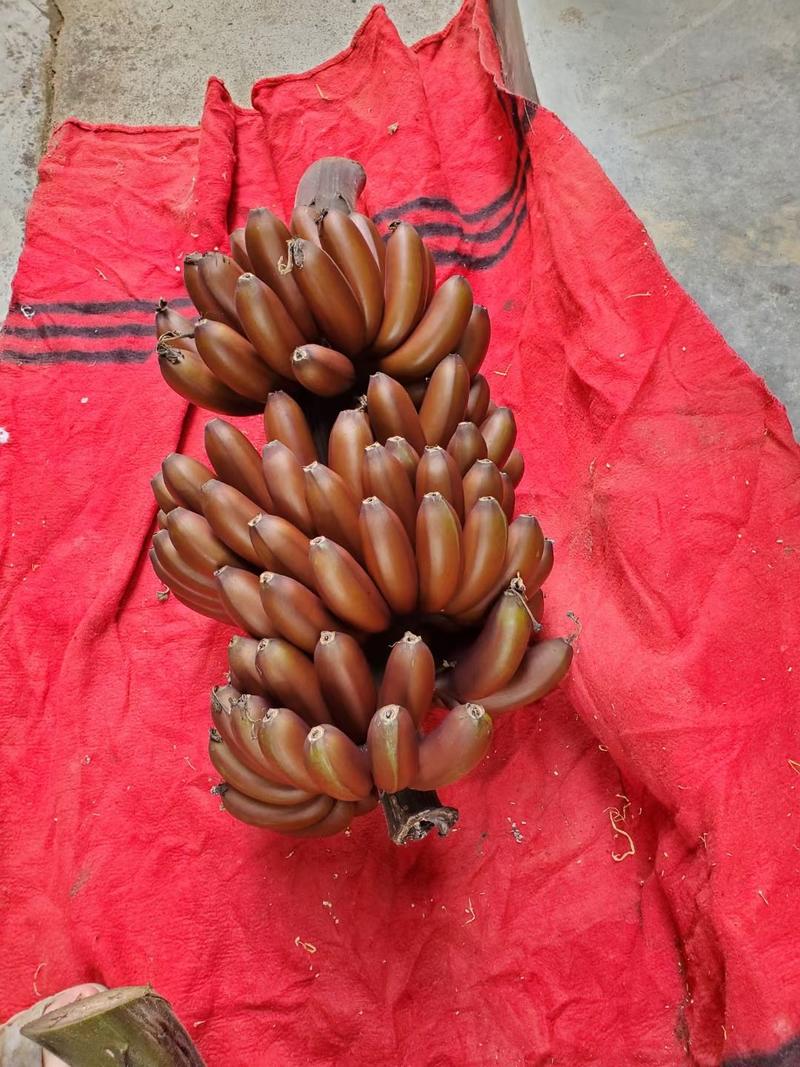 红香蕉，八成熟，产地直供，支持一件代发，可视频看货