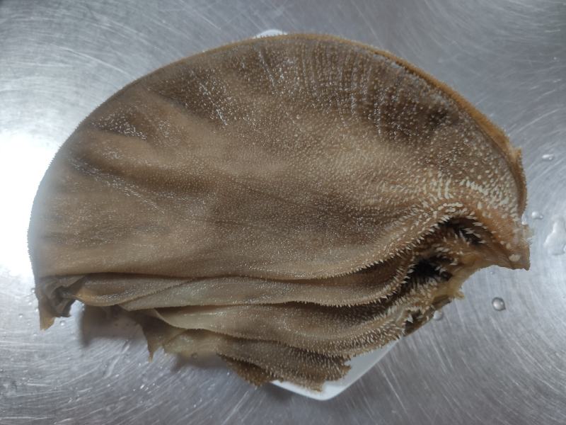 黑肚圆个毛肚黑千层整个牛肚