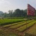 马尾松