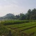 马尾松