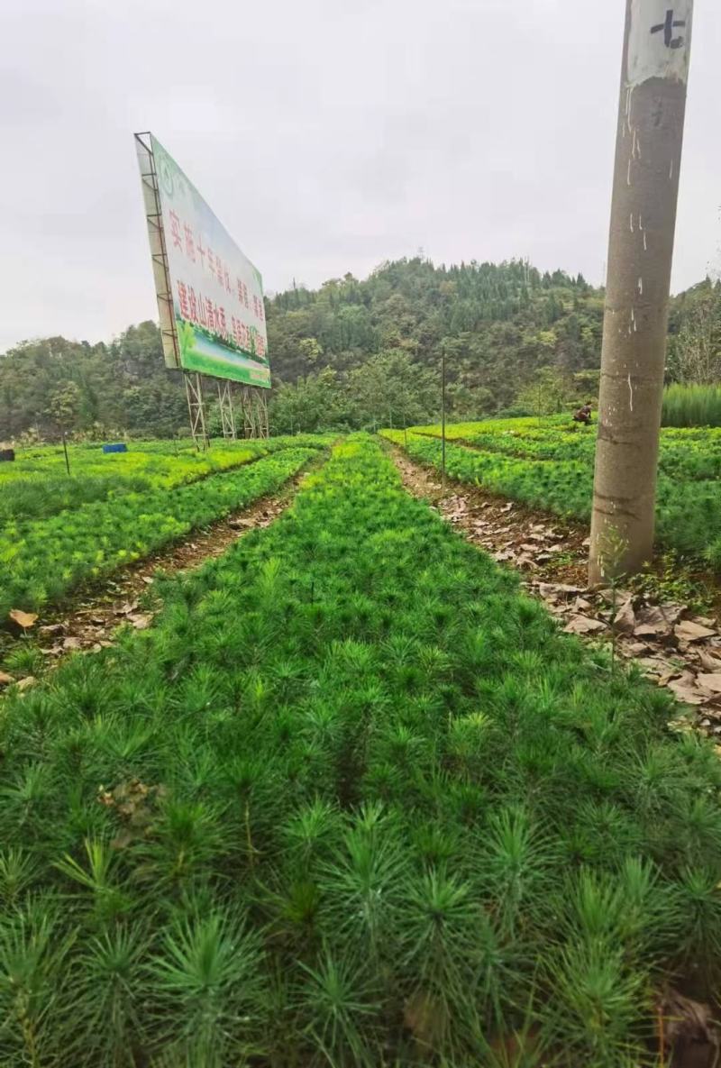 马尾松