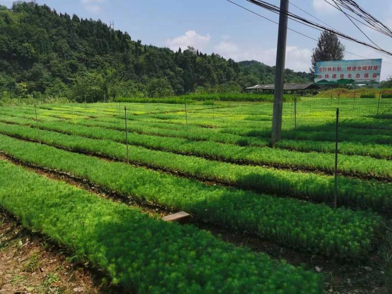 马尾松
