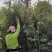 成都琴丝竹，自家货，高度2米到3米高，货源充足